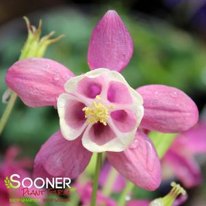 <em>Aquilegia</em> <strong>CAMEO MIX COLUMBINE</strong>: