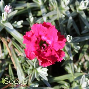 <em>Dianthus</em> RED BEAUTY DIANTHUS: 