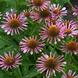 <em>Echinacea</em> <strong>ALL THAT JAZZ CONEFLOWER</strong>: