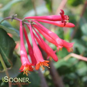 <em>Lonicera tatarica</em> <strong>ARNOLD'S RED HONEYSUCKLE</strong>:
