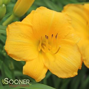 <em>Hemerocallis</em> <strong>YELLOW LOLLIPOP DAYLILY</strong>: