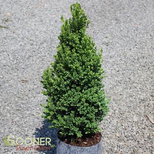 <em>Buxus</em> GREEN MOUNTAIN BOXWOOD: 