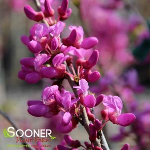 <em>Cercis</em> <strong>AVONDALE REDBUD</strong>:
