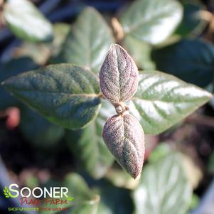 <em>Viburnum</em> <strong>BURKWOOD VIBURNUM</strong>: