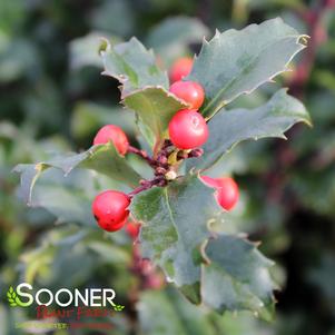 <em>Ilex</em> <strong>BLUE PRINCESS HOLLY</strong>: