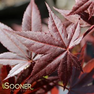 <em>Acer</em> <strong>HEFNER'S RED JAPANESE MAPLE</strong>: