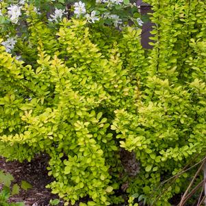 <em>Berberis</em> <strong>GOLDEN BARBERRY</strong>: