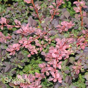 <em>Berberis thunbergii</em> ROSY GLOW BARBERRY: 