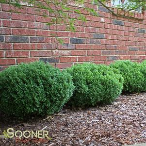 <em>Buxus</em> GREEN VELVET BOXWOOD: 