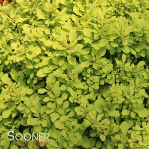 <em>Berberis</em> <strong>SUNJOY® MINI SAFFRON BARBERRY</strong>: