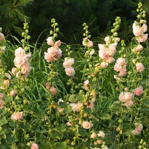 <em>Alcea</em> <strong>PEACHES 'N DREAMS HOLLYHOCK</strong>: