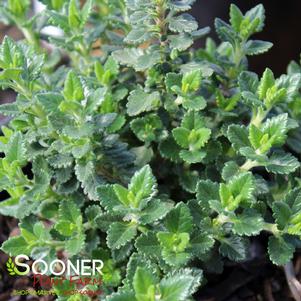 <em>Teucrium</em> <strong>GERMANDER</strong>: