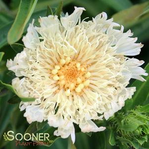 <em>Stokesia</em> <strong>MARY GREGORY STOKES ASTER</strong>: