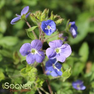 <em>Veronica</em> <strong>GEORGIA BLUE SPEEDWELL</strong>: