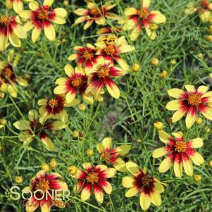 <em>Coreopsis</em> <strong>ROUTE 66 TICKSEED</strong>: