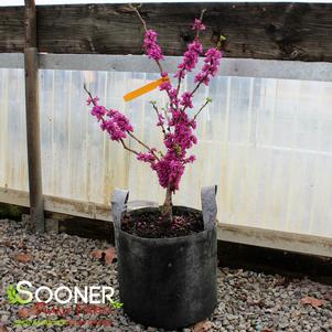 <em>Cercis</em> <strong>DON EGOLF MINIATURE REDBUD</strong>: