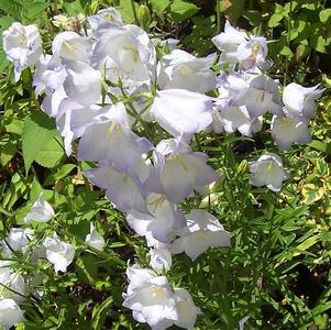 <em>Campanula</em> <strong>CHETTLE CHARM BELLFLOWER</strong>: