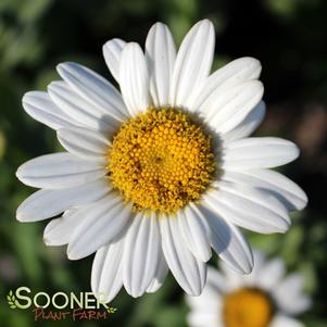 <em>Leucanthemum</em> <strong>CRAZY DAISY SHASTA DAISY</strong>: