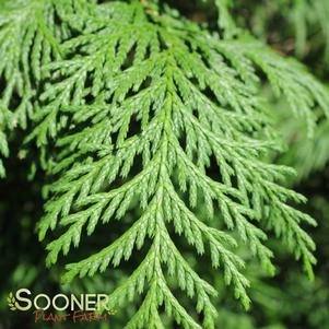 <em>Chamaecyparis</em> <strong>SOFT SERVE® FALSE CYPRESS</strong>: