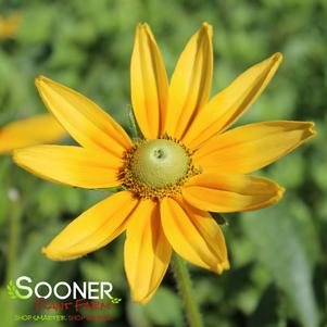 <em>Rudbeckia</em> PRAIRIE SUN BLACK-EYED SUSAN: 