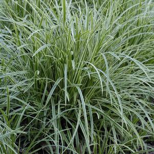 <em>Carex</em> <strong>ICE DANCE SEDGE</strong>: