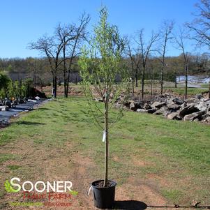 <em>Salix</em> GLOBE WILLOW: 