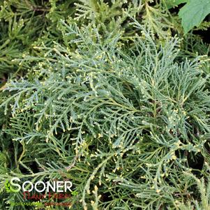 <em>Juniperus</em> GOLD LACE JUNIPER: 