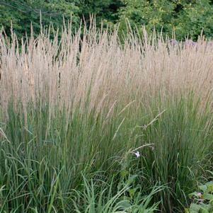 <em>Calamagrostis</em> <strong>KARL FOERSTER FEATHER REED GRASS</strong>: