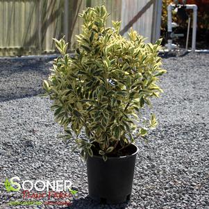 <em>Euonymus</em> SILVER KING EUONYMUS: 