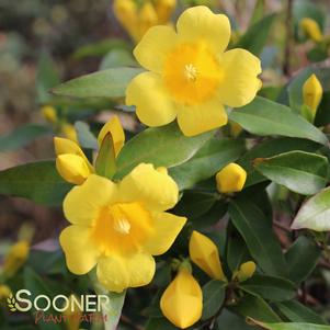 <em>Gelsemium</em> <strong>CAROLINA JESSAMINE</strong>: