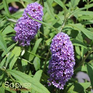 <em>Buddleia</em> <strong>PURPLE EMPEROR™ BUTTERFLY BUSH</strong>: