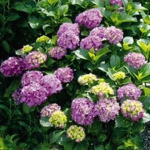 <em>Hydrangea</em> <strong>GLOWING EMBERS HYDRANGEA</strong>: