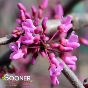<em>Cercis</em> <strong>LAVENDER TWIST™ WEEPING REDBUD</strong>: