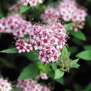 <em>Spiraea</em> <strong>DAPHNE SPIRAEA</strong>: