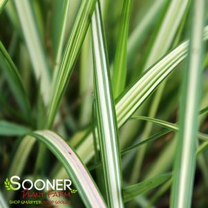 <em>Calamagrostis</em> <strong>AVALANCHE FEATHER REED GRASS</strong>: