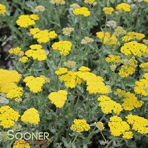 <em>Achillea</em> <strong>MOONSHINE YARROW</strong>: