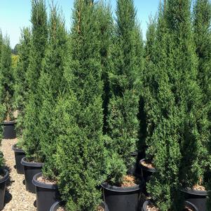<em>Cupressus</em> <strong>ITALIAN CYPRESS</strong>: