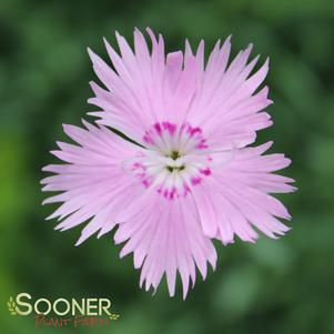 <em>Dianthus</em> BATH'S PINK DIANTHUS: 