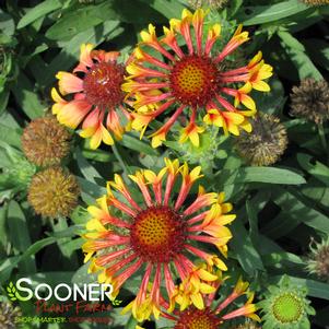 <em>Gaillardia</em> <strong>FANFARE BLANKET FLOWER</strong>: