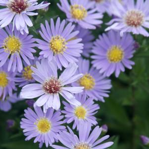 <em>Aster</em> <strong>WOOD'S BLUE ASTER</strong>: