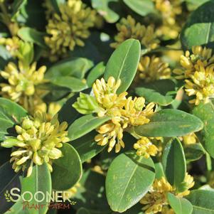 <em>Buxus</em> GRAHAM BLANDY BOXWOOD: 