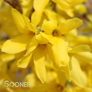 <em>Forsythia</em> SHOWY BORDER™ FORSYTHIA: 