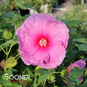 <em>Hibiscus</em> <strong>FANTASIA FLEMING™ HARDY HIBISCUS</strong>: