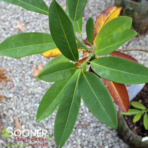 <em>Magnolia</em> <strong>MOONGLOW® MAGNOLIA</strong>: