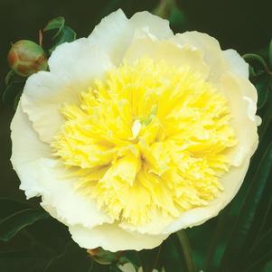 <em>Paeonia</em> <strong>PRIMEVERE GARDEN PEONY</strong>: