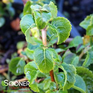 <em>Hydrangea</em> CLIMBING HYDRANGEA: 