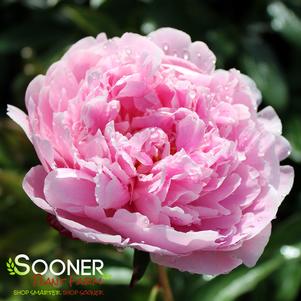 <em>Paeonia</em> <strong>SARAH BERNHARDT GARDEN PEONY</strong>: