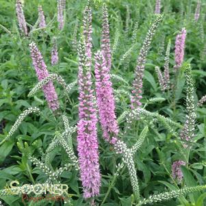 <em>Veronica</em> <strong>FAIRYTALE SPEEDWELL</strong>: