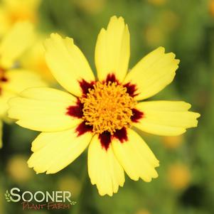 <em>Coreopsis</em> <strong>BIG BANG™ COSMIC EYE TICKSEED</strong>: