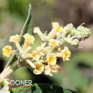 <em>Buddleia</em> <strong>HONEYCOMB BUTTERFLY BUSH</strong>: